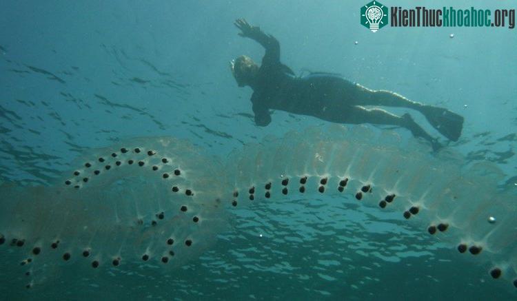 Zooids rất nhỏ và có thân hình trong suốt.