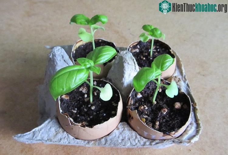 Bạn có thể trồng cây giống vào vỏ trứng rồi chôn xuống đất. Bạn vừa không phải thay bỏ bầu đất vừa cung cấp canxi cho cây. (Ảnh: Poultryguide).