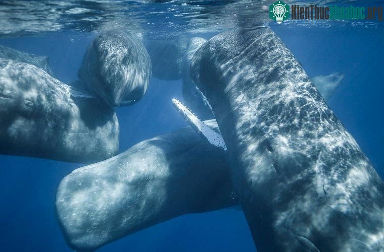 Dầu cá nhà táng được con người áp dụng trong rất nhiều lĩnh vực.