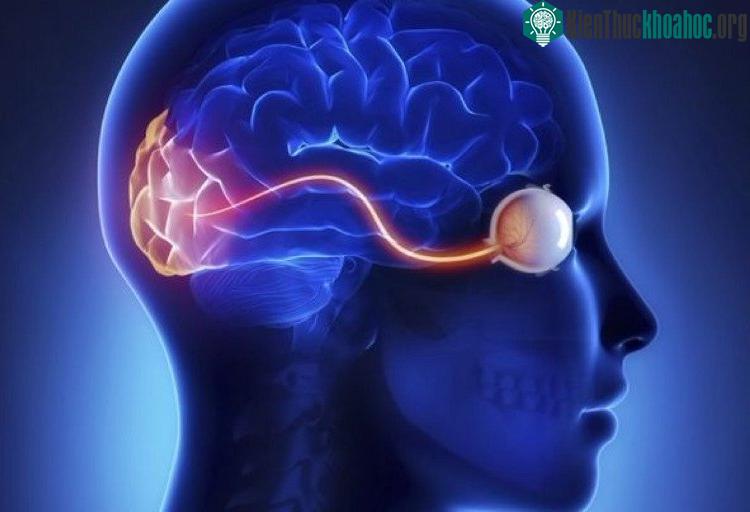 Ảo ảnh này giúp con người cải thiện tầm nhìn.