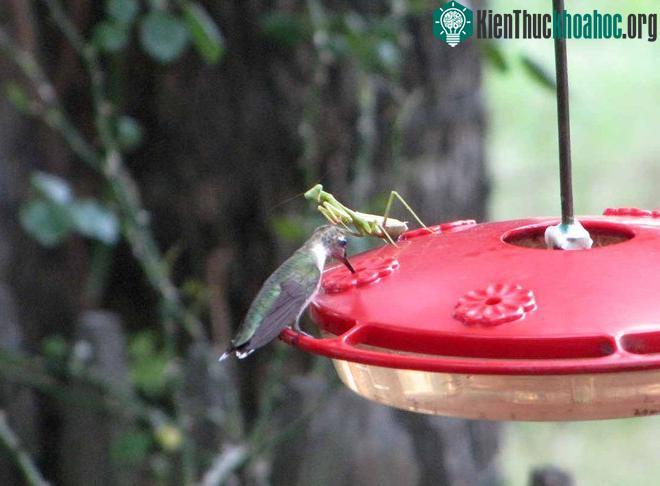 Chim ruồi ở Mỹ là những nạn nhân thường xuyên nhất của bọ ngựa