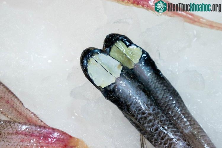 Loài cá này thì được gọi là Grideye Spiderfish.