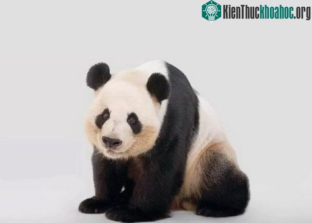 Gấu trúc lớn - (Ảnh: Joel Sartore/Getty Images).