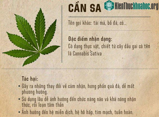 Cần sa là loại cây có chứa chất gây nghiện (hay gọi là chất ma túy).