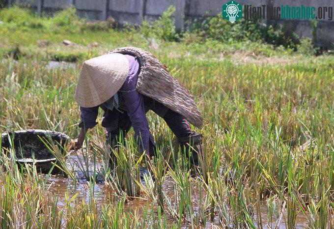 Để chống chọi với gió Lào bỏng rát, nông dân ra đồng thường mặc áo tơi làm bằng lá cọ. (Ảnh: Đức Hùng).