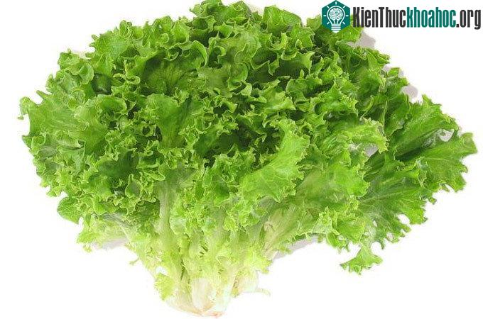 Bất kỳ loại rau xà lách nào đều dồi dào vitamin K.