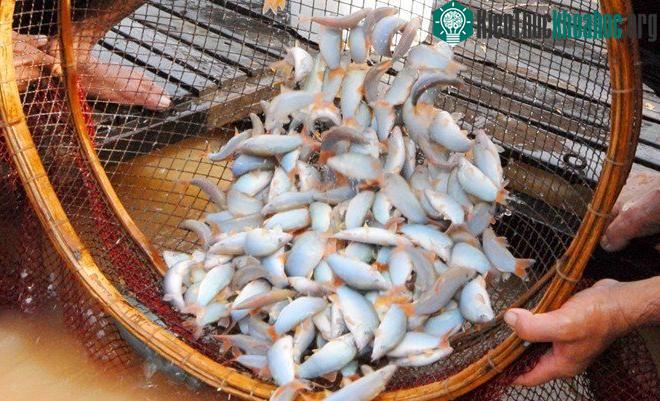 Cá heo cái to bằng hai, ba ngón tay, thịt thơm ngon