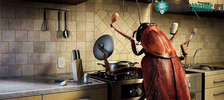 Bạn có thể dễ dàng gặp chúng trong bếp (và hầu như ở mọi nơi).