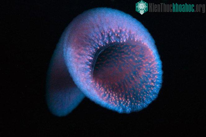 Người trưởng thành cũng có thể trở thành con mồi ngon của Pyrosome.