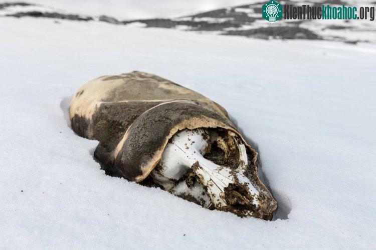 Trong thung lũng McMurdo, không hề có sự tồn tại cây cối, động vật.