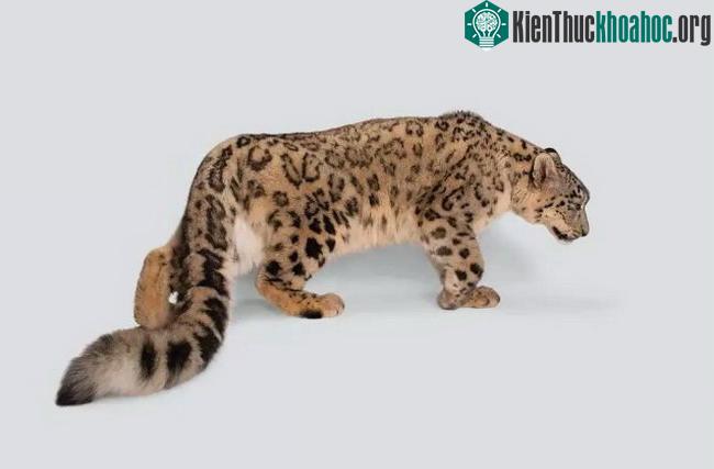 Báo tuyết - (Ảnh: Joel Sartore/Getty Images).