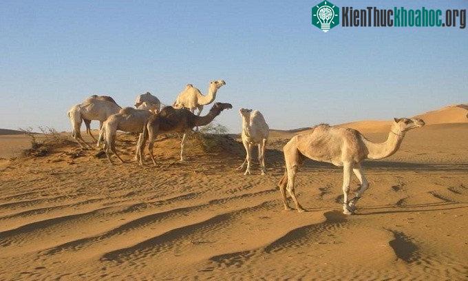 Nhiệt độ kỷ lục được ghi nhận tại Al’Aziziya là 57,8 độ C vào ngày 13/9/1922.