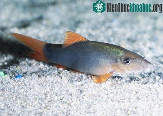 Cá heo nước ngọt có thể được chế biến thành nhiều món ăn ngon