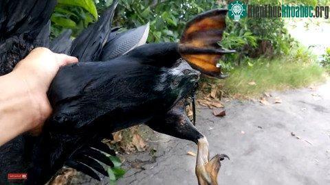 Chân chú chim có màng bơi giống như chân vịt.