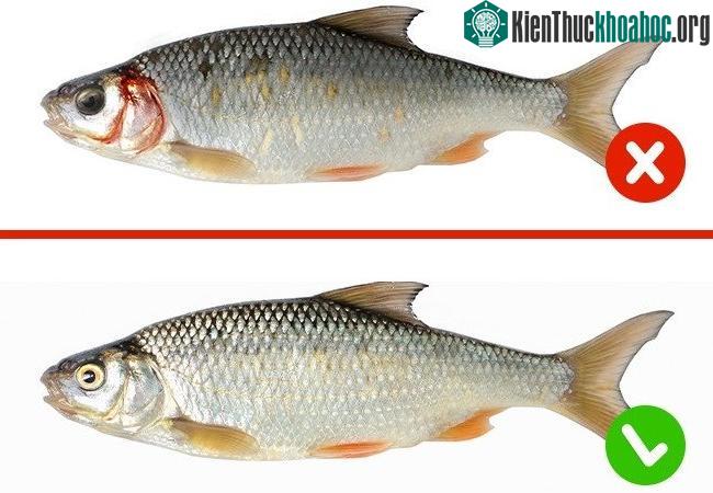 Cá ươn thì mắt đục, mang màu thẫm và da cá nhợt nhạt, vảy bong tróc.