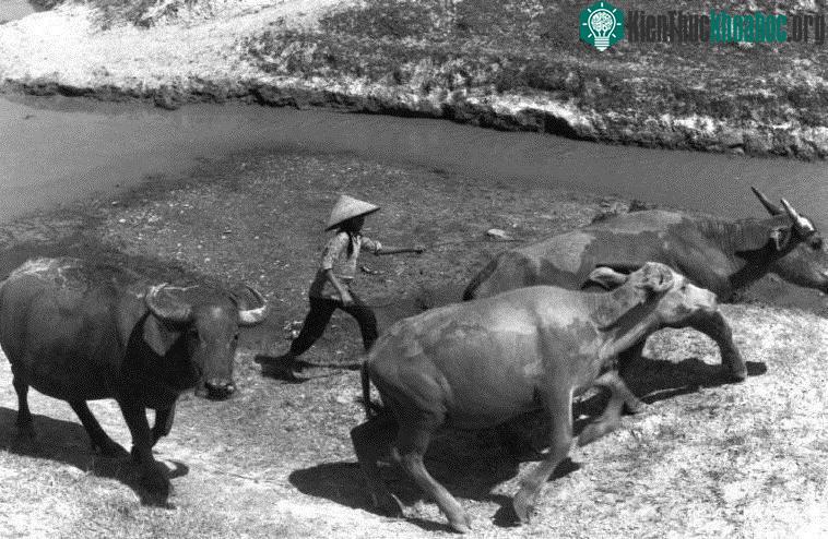 Lùa trâu về làng.