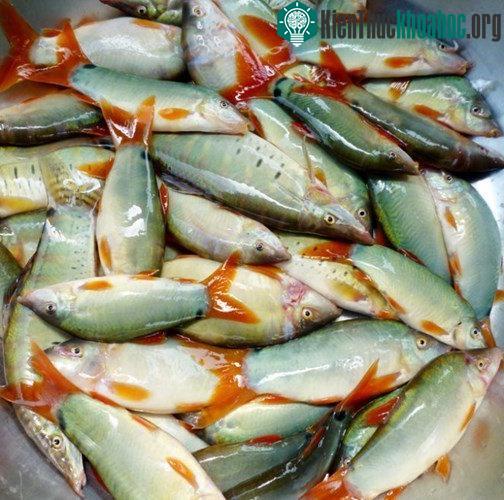 Khi vào mùa nước nổi, người dân thường đánh bắt cá heo nước ngọt bằng cách đặt dớn, đặt lợp, giăng lưới...