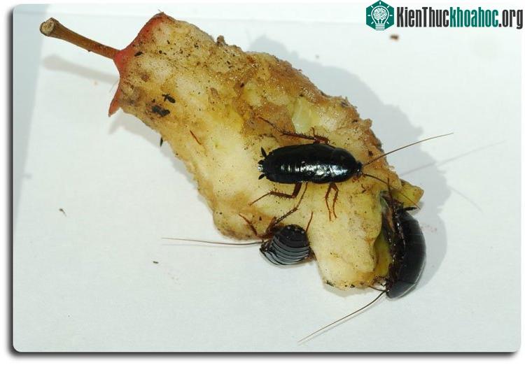 Gián Germanica lại đặc biệt bị thu hút bởi thịt, tinh bột đường và chất béo.