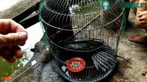 Ngay sau giải cứu chú chim khỏi di vật bị mắc kẹt ở mỏ, anh Quy đã cho chim ăn và gọi điện thông báo đến Thảo Cầm Viên.