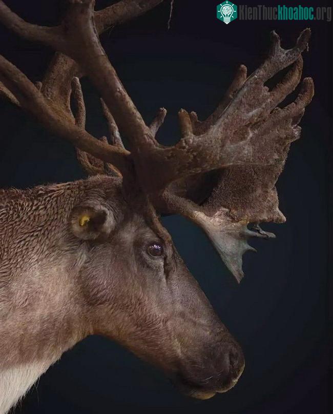 Tuần lộc núi - (Ảnh: Joel Sartore/Getty Images).