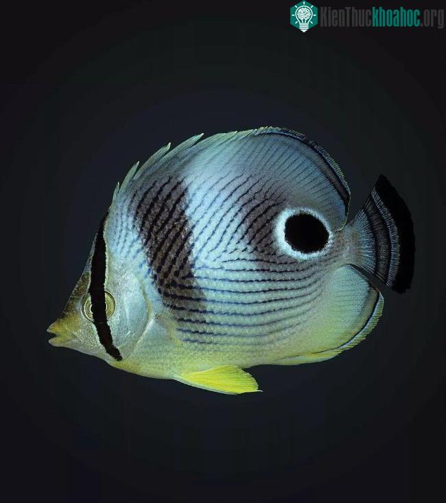 Cá bướm tam giác - (Ảnh: Joel Sartore/Getty Images).