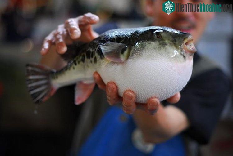 Cá nóc Nhật với vẻ ngoài ngộ nghĩnh nhưng nguy hiểm chết người.