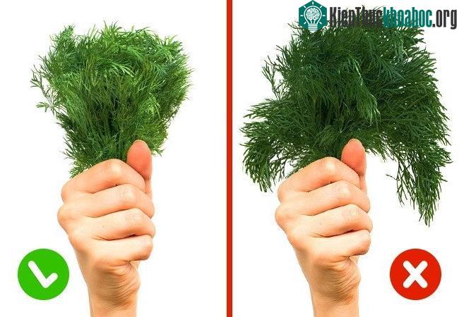 Các loại rau xanh lá tươi luôn có màu xanh lá cây tự nhiên.