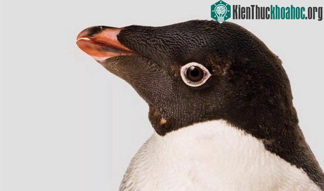 Cánh cụt Adelie - (Ảnh: Joel Sartore/Getty Images).