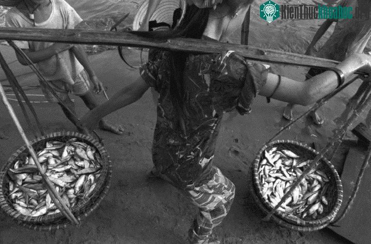 Người phụ nữ gánh cá vừa đánh bắt ra chợ quê bán.