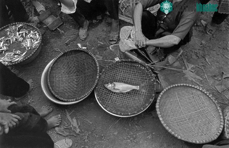 Hàng cá ở chợ.