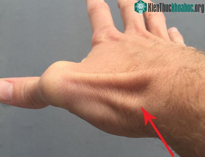 Đầu tiên, bạn hãy xòe bàn tay mình ra, và xem trên tay có tồn tại 1 vết lõm trên tay như hình không nhé! Và sau đó, bạn hãy đọc tên gọi của chiếc hõm bí mật này xem nào. Xem thêm tại đây
