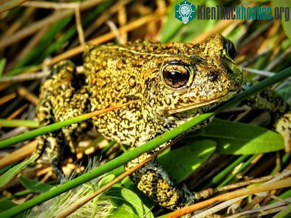 Loài cóc mới được phát hiện