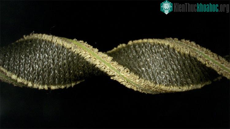 Vật liệu mới để theo dõi sức khỏe. (Ảnh: Havard).