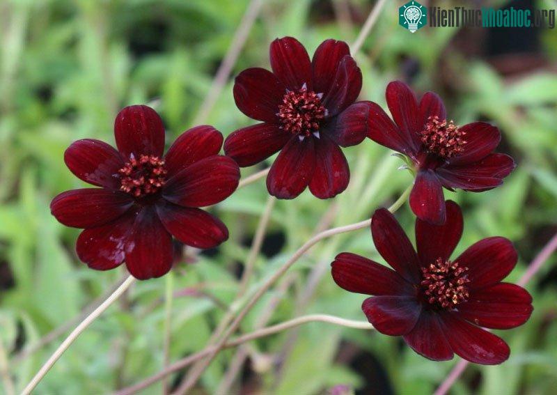 Cúc vạn thọ socola có tên khoa học là Cosmos atrosanguineus.