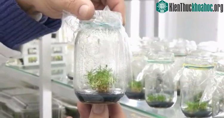 Chỉ có hai loại cây ra hoa được tìm thấy ở vùng Nam cực băng giá.