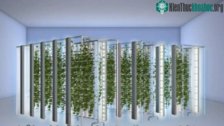 Cây trồng mọc thẳng đứng trên các mặt của tháp cao.