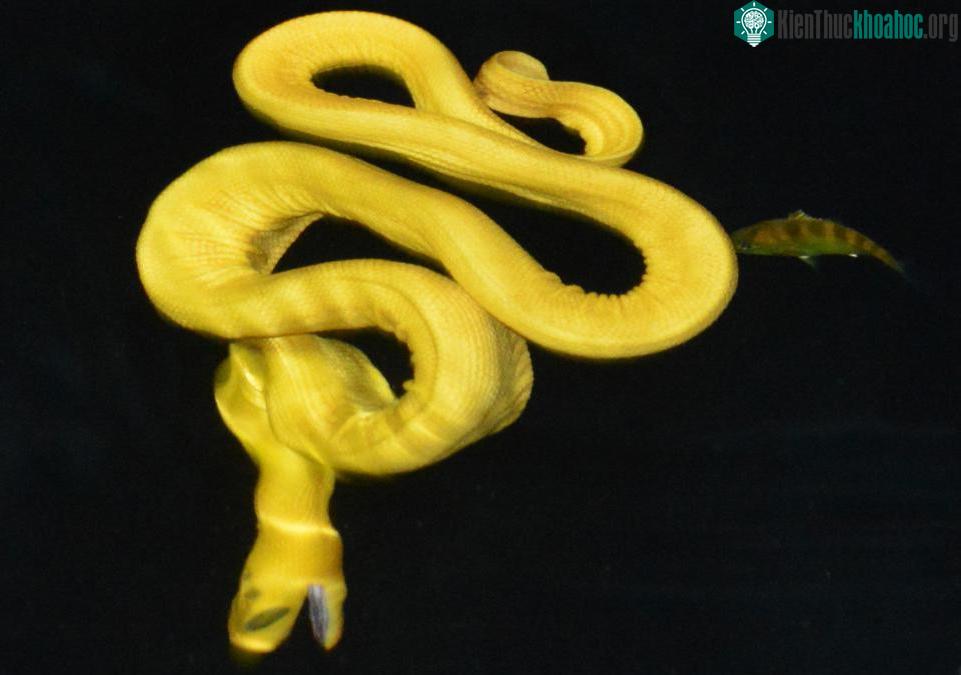 Động tác cuộn mình như lò xo khi rình bắt mồi của rắn biển Hydrophis Platurus Xanthos. (Ảnh: Zookeys).
