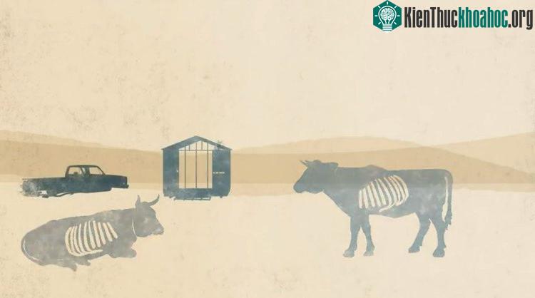 Không đủ cỏ ăn, nhiều gia súc có giá trị được nuôi để bán sẽ chết đói.