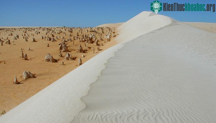 Sa mạc Pinnacles tràn ngập động vật hoang dã, hầu hết là loài ăn đêm.