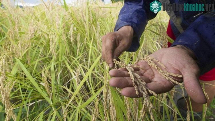 Nông dân Nhật Bản làm việc trên một cánh đồng ở Chiba. (Nguồn: EPA/TTXVN).