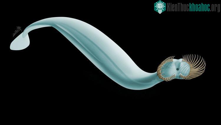 Capinatator praetermissus, kẻ đi săn của đại dương ở kỷ Cambri. (Ảnh: Bảo tàng Hoàng gia Ontario).