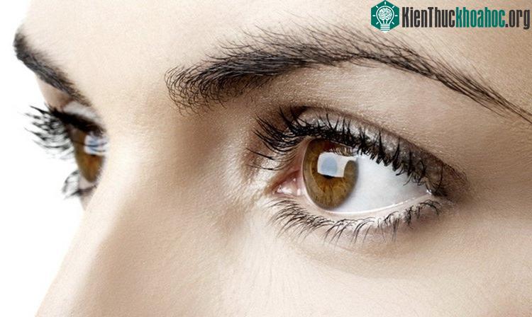 Thứ khiến nhiều người bị "hạ gục" mê đắm lại chính là đôi mắt cơ.