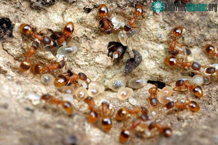 Kiến phân công nhiệm vụ cho các thành viên khác nhau trong đàn. (Ảnh minh họa: Alex Wild).
