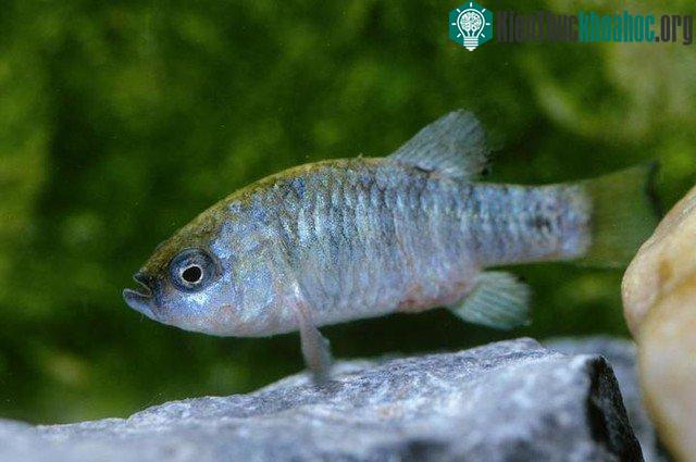 Cá Ash Meadows Amaragosa pupfish sống tại Vườn Quốc gia Thung lũng Chết, Mỹ. (Ảnh: Alamy.)