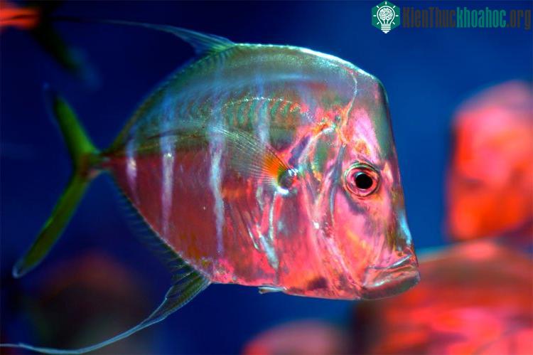 Cá Lookdown có thể đổi màu từng bộ phận cơ thể để phù hợp với môi trường.