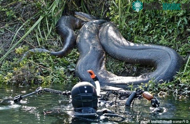 Cơ thể có kích cỡ lớn bậc nhất trong họ nhà rắn đã đưa chúng đi vào vô số huyền thoại.