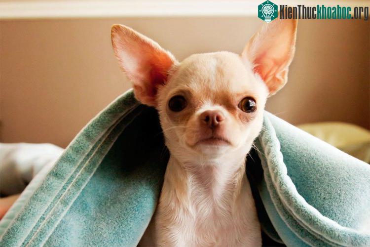Khi xảy ra nhật thực, chó có biểu hiện sợ hãi, chui rúc lẩn trốn cho đến khi hiện tượng này kết thúc.