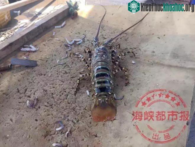 Tôm hùm khổng lồ nặng gần 7kg, dài 1,5 mét.
