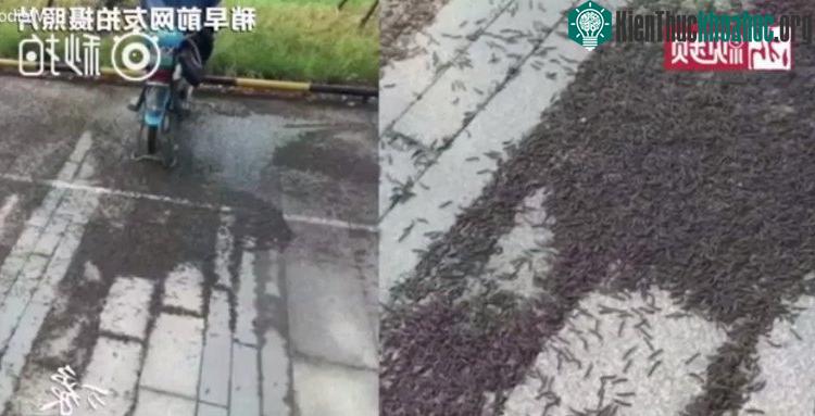 Những con cuốn chiếu thường có màu nâu đen và cơ thể dài khoảng 2-3cm.