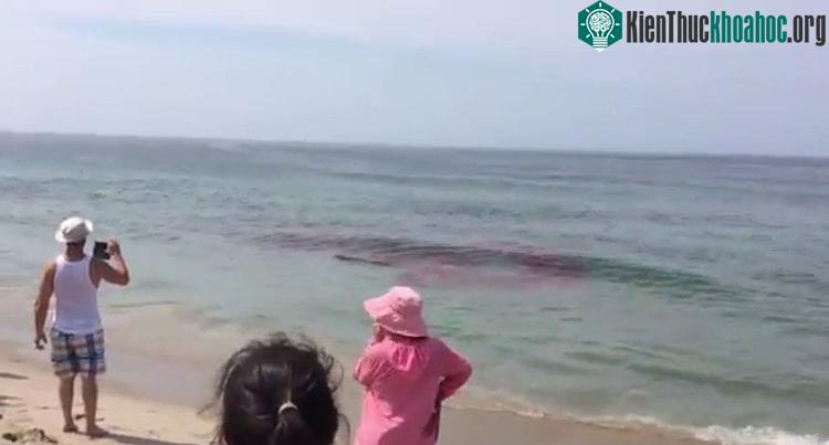 Cá mập trắng tấn công hải cẩu cách bờ có vài mét.